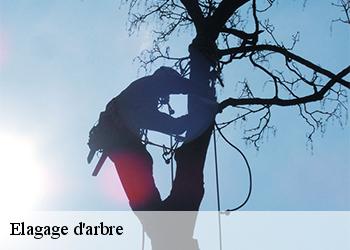 Elagage d'arbre